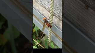 Giant Hornet Confused by Honeybees Rapid Movements [upl. by Kally]