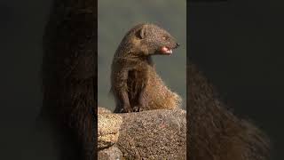 Egyptian Mongoose shorts wildlife animals [upl. by Pepita]