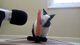 Rabbit eating crunchy carrot ASMR [upl. by Strephon]