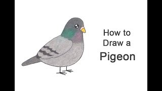 How to Draw a Pigeon Cartoon [upl. by Burty]