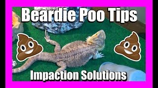 How to Clear Impaction in Bearded Dragons [upl. by Enrika437]