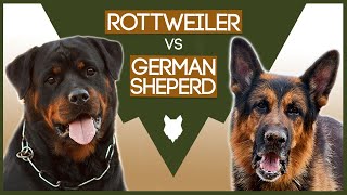 ROTTWEILER vs GERMAN SHEPHERD [upl. by Abercromby]