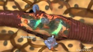 cANCA and pANCA  Other Antibodies Explained [upl. by Comethuauc372]