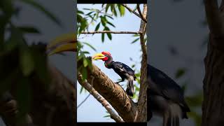 Rufous headed hornbill wildlifenature animalskingdom hornbillbird shorts [upl. by Asirb]