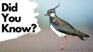 Things you need to know about LAPWINGS [upl. by Ricca]