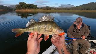 The BEST redfin perch fishing that I have ever had [upl. by Mckenzie850]