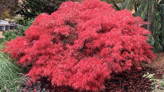 CRIMSON QUEEN JAPANESE MAPLE  JAPANESE MAPLES [upl. by Savick]