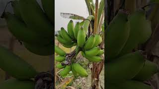 Fresh banana on tree [upl. by Campbell]