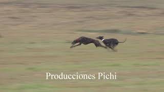 Copa Ibérica Carreras de Galgos en Campo 2020 [upl. by Ajad]