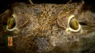 Paignton Zoo  Crocodile Feeding Experience [upl. by Sweeney]