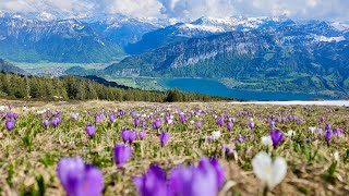 Hiking Interlaken Beatenberg to Niederhorn Mountain Switzerland  4K 60p video [upl. by Kasevich]