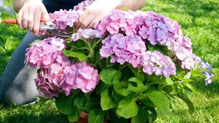 La poda de las hortensias paso a paso  Bricomanía  Jardinatis [upl. by Temme]