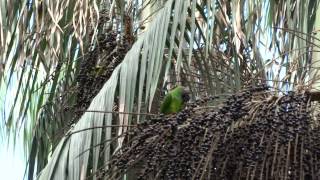 Duskyheaded Parakeet Aratinga weddellii [upl. by Adgam67]