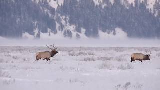 Bull Elk v Bull Moose [upl. by Eilak]