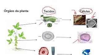 Anatomia Vegetal Introdução Parte 1 [upl. by Jervis511]