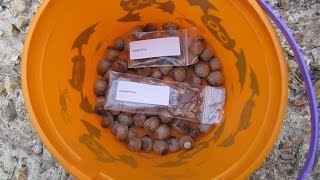 Conservation planting loblolly and longleaf pine tree seeds [upl. by Cirederf552]