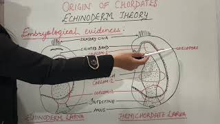 Origin of Chordates Part1 Echinoderm theory  Zoology BScMSc [upl. by Antoine]