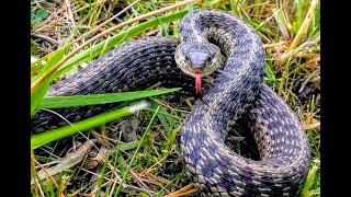 Aggressive Garter snake bites my hand  common garter snake Thamnophis sirtalis [upl. by Haziza506]