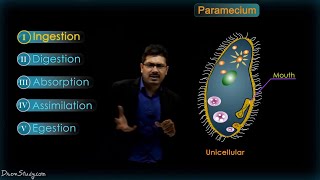 Life Processes  2 Chapter 6  Heterotrophic nutrition  CBSE Class 10 Science  Biology  Toppr [upl. by Treacy]