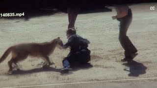 Mountain Lion That Attacked Deputy Citizen in Colorado Had Rabies [upl. by Nogras597]