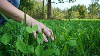 How To Create The PERFECT Food Plot [upl. by Annonyw396]