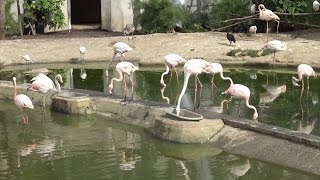 ► Aperçu de la Grande Volière avec ses flamants roses au Zoo de Vincennes Parc Zoologique de Paris [upl. by Ahseram]