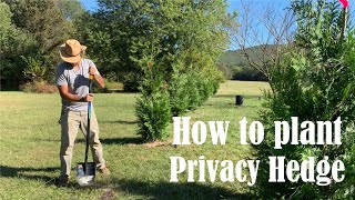 How to plant Green Giant Thuja Privacy Hedge Planting [upl. by Nala864]