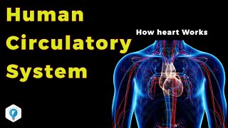 Human Circulatory System in Hindi  Narendra Sir IITB 2003 AIR 445 Purdue Univ USA [upl. by Eliam653]