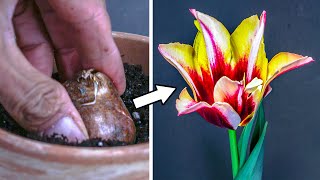 Growing Tulip Flower From Bulb Time Lapse 135 Days [upl. by Godart]