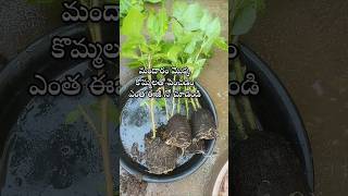 Easy to grow hibiscus plant from cuttings youtubeshorts shorts shortsyoutube hibiscus [upl. by Soll326]