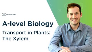 Transport in Plants The Xylem  Alevel Biology  OCR AQA Edexcel [upl. by Inilahs]