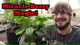 How to Grow Miracle Berry Trees in Containers [upl. by Latisha]