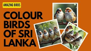 FINCHES BIRDS SRI LANKA [upl. by Artimed]