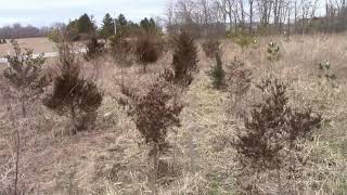 Eastern Red Cedar Growth Progress [upl. by Doria174]