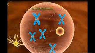 Mitosis 3D Animation Mitosis Cell division [upl. by Keil]