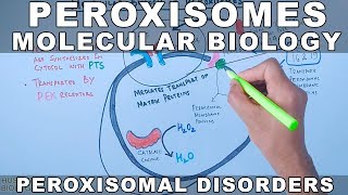 Molecular Biology of Peroxisomes  Peroxisomal Disorders [upl. by Calandra227]