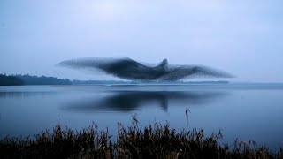 Natures Mystery Watch the Hypnotic Dance of a Starling Murmuration [upl. by Zat]