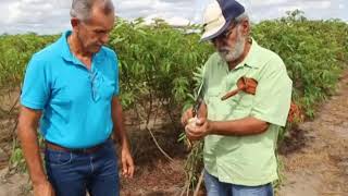 Aprenda técnicas de manejo adequado para o cultivo de mandioca [upl. by Siocnarf]