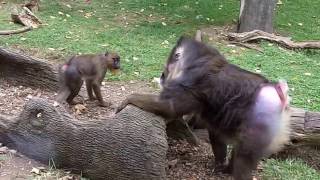 Mandrills acting like humans  the Columbus Zoo [upl. by Haldas]