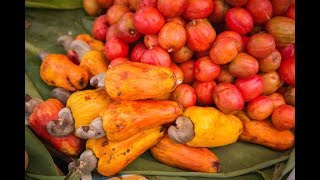 Cashewnut Harvesting and Processing  Cashew Nut Harvest [upl. by Priscilla481]