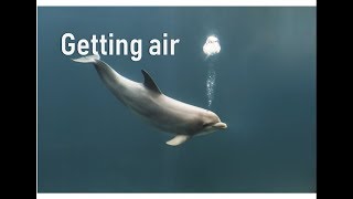 How do whales and dolphins breathe  Prof TRACEY ROGERS UNSW Sydney Australia [upl. by Valorie]