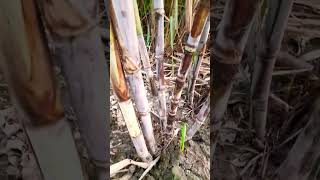 गन्ने की जबरदस्त मोटाई वाली वैरायटी 8005 sugarcane variety [upl. by Derrik]