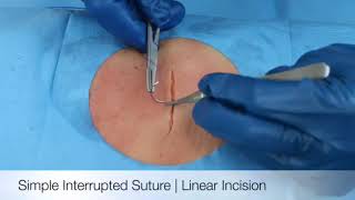 Simple Interrupted Suture  Linear Incision [upl. by Htrag]