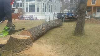 Greenworks 40V chainsaw cutting a big oak log [upl. by Morez]