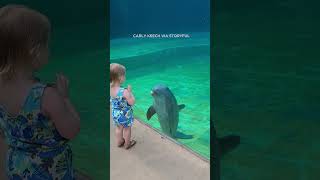 Dolphin stops to talk to toddler at Mississippi Aquarium [upl. by Auhso259]