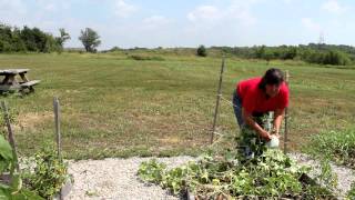 How to Grow Cantaloupes Vertically  Growing Melons [upl. by Analahs]