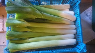 How to grow Leeks [upl. by Cooe]