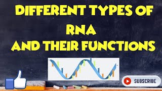 Different types of RNA and their Function [upl. by Nyltiac]