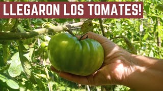 PRIMERA COSECHA de TOMATES  Como Entutorar y Cuidar Plantas de Tomates [upl. by Kain227]