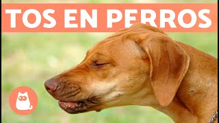 9 REMEDIOS CASEROS para la TOS en PERROS 🐶✅ Recomendados por Veterinarios [upl. by Ayotnahs]